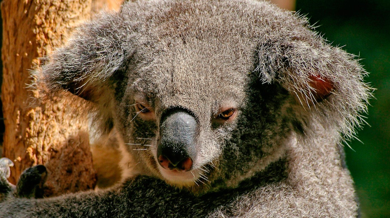 El entrañable vídeo de una koala bebiendo agua tras los incendios de Australia El entrañable vídeo de una koala bebiendo agua tras los incendios de Australia