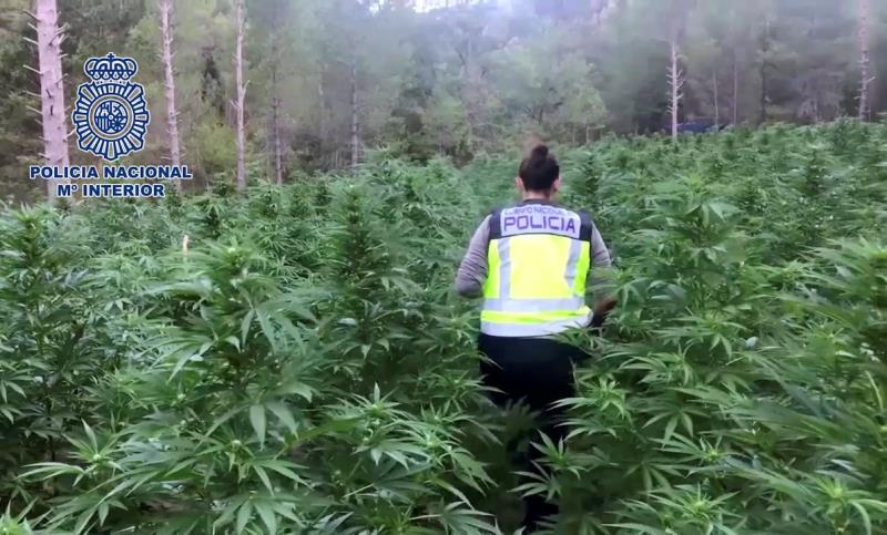 Policía Nacional incauta 42 kilos de marihuana en un chalé de Montserrat Policía Nacional incauta 42 kilos de marihuana en un chalé de Montserrat