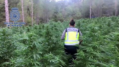 La Polic&iacute;a desmantela la mayor plantaci&oacute;n de marihuana 