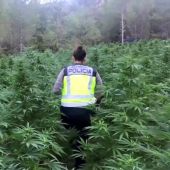 La Policía desmantela la mayor plantación de marihuana