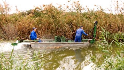 Regantes de Carrizales
