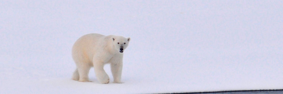 Oso Polar Oso Polar