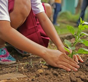 Niño plantando un árbol Niño plantando un árbol