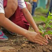 Niño plantando un árbol