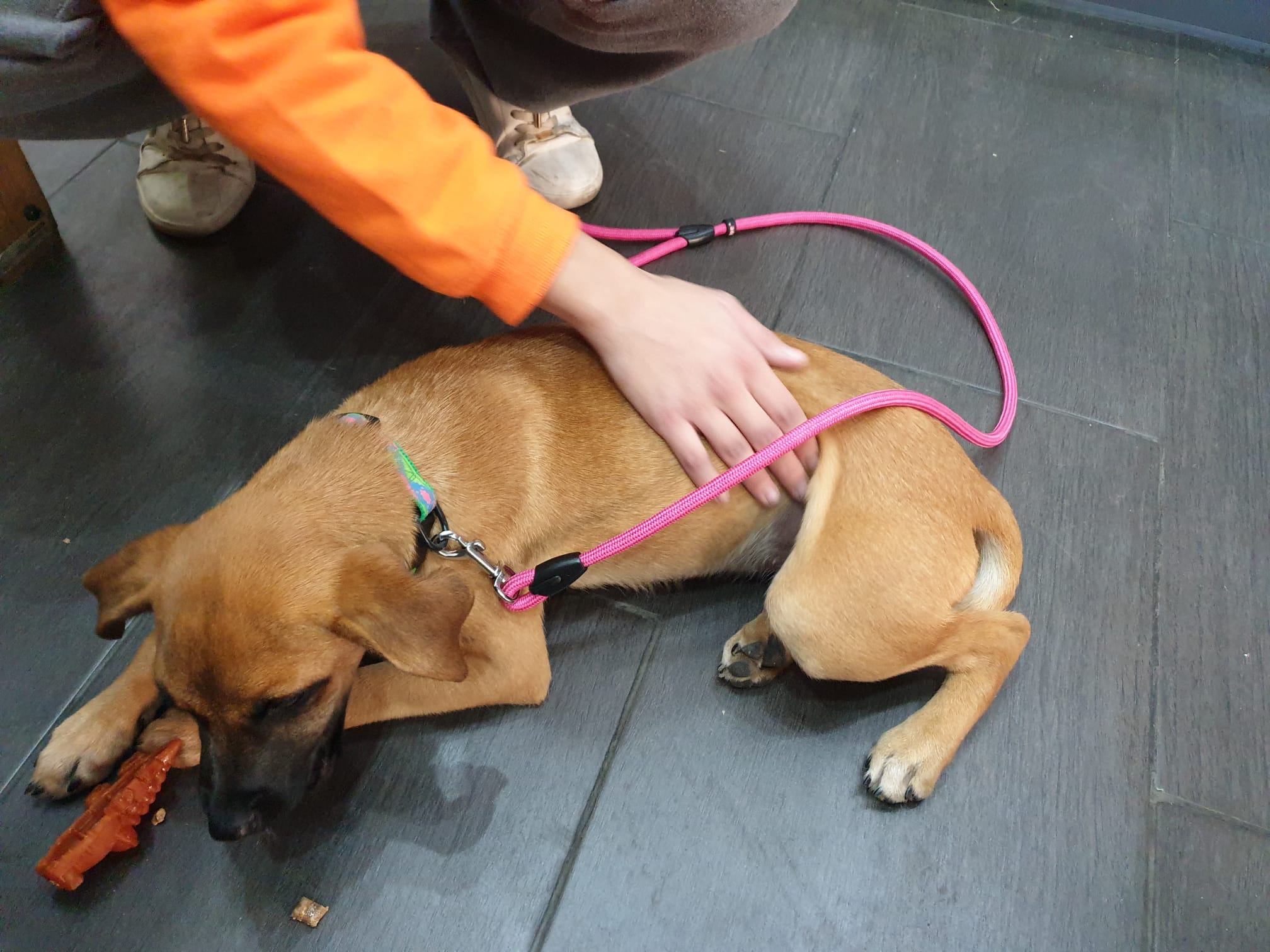 La Iglesia del Padre Ángel albergará una exposición fotográfica para concienciar sobre el abandono de animales La Iglesia del Padre Ángel albergará una exposición fotográfica para concienciar sobre el abandono de animales