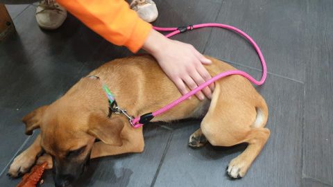 Adopciones de mascotas en Ceuta.