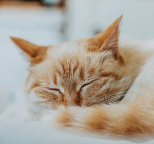 Gato Gato