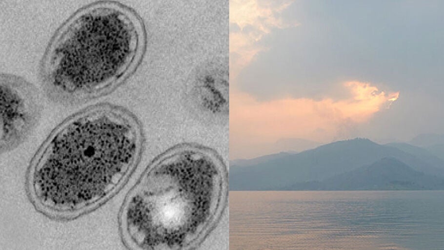 Bacterias primitivas favorecieron las condiciones para la vida en la Tierra