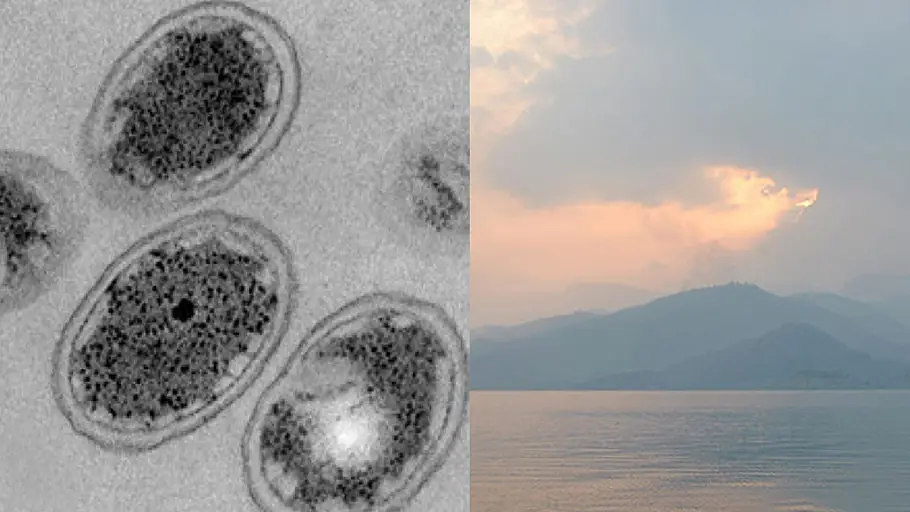 Bacterias primitivas favorecieron las condiciones para la vida en la Tierra Bacterias primitivas favorecieron las condiciones para la vida en la Tierra