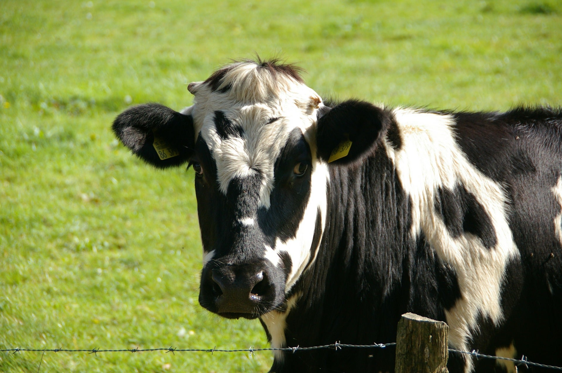 38.000 euros de multa por una vaca descarriada 38.000 euros de multa por una vaca descarriada