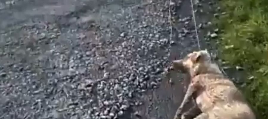 Un cazador arrastra a su perra moribunda Un cazador arrastra a su perra moribunda