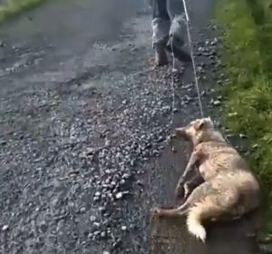 Un cazador arrastra a su perra moribunda Un cazador arrastra a su perra moribunda