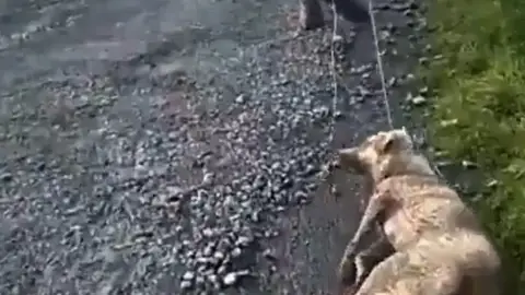 Un cazador arrastra a su perra moribunda Un cazador arrastra a su perra moribunda