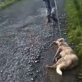 Un cazador arrastra a su perra moribunda