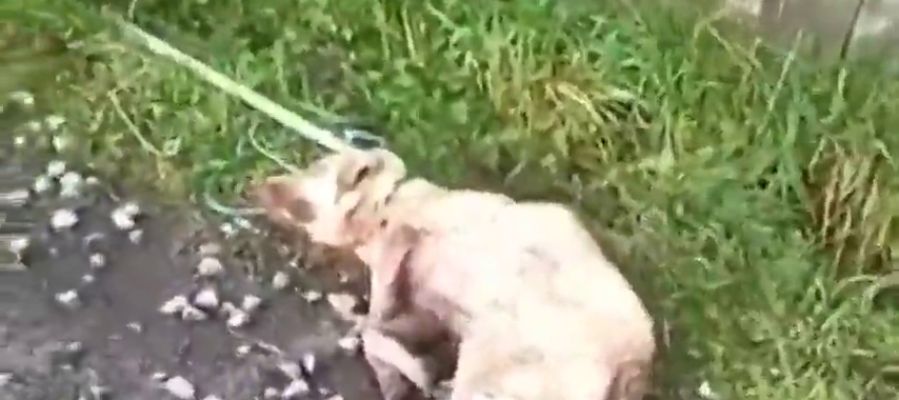 Muere Alma, la perra que fue apaleada y disparada por un cazador en Lugo Muere Alma, la perra que fue apaleada y disparada por un cazador en Lugo