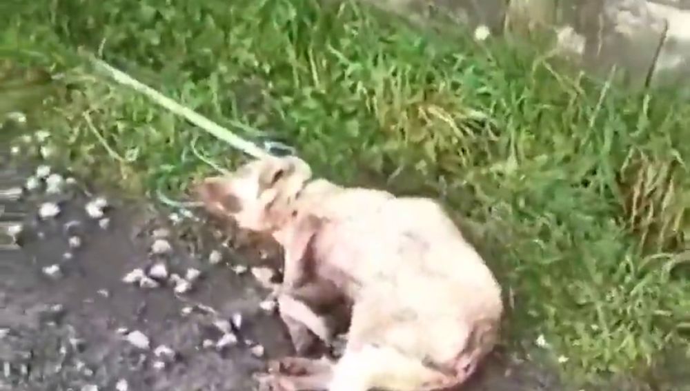 Muere Alma, la perra que fue apaleada y disparada por un cazador en Lugo