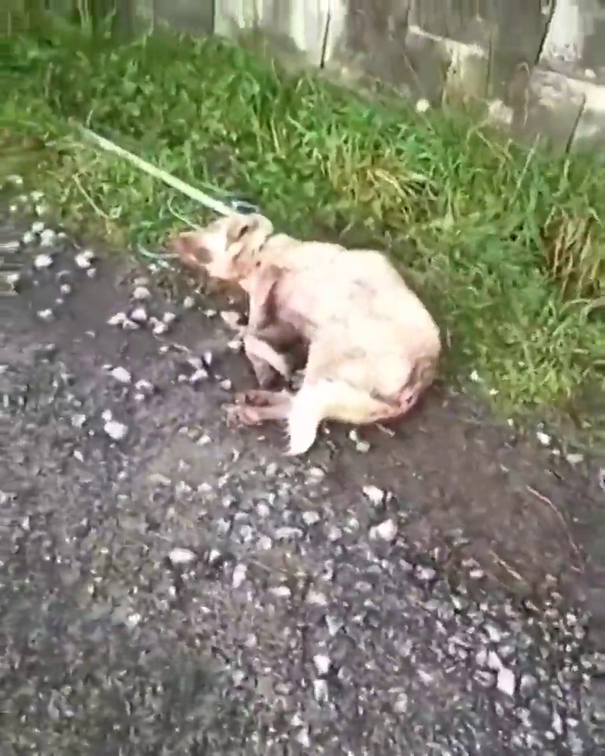 Muere Alma, la perra que fue disparada y arrastrada por un cazador en Chantada Muere Alma, la perra que fue disparada y arrastrada por un cazador en Chantada