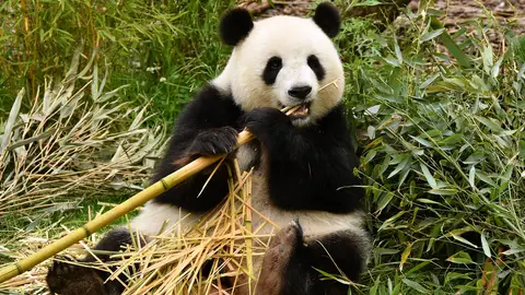 Imagen de archivo de un oso panda, una especie catalogada en peligro de extinción El ultimo oso panda de Europa vivio en la peninsula iberica