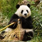 El ultimo oso panda de Europa vivio en la peninsula iberica