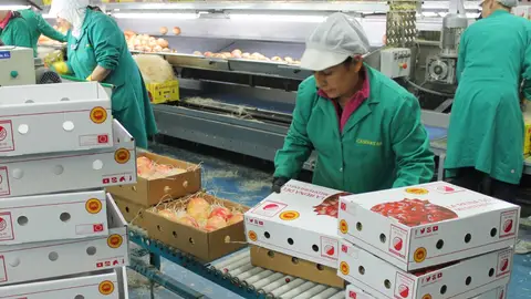 Cajas con granada Mollar de Elche preparadas para ser enviadas. Cajas con granada Mollar de Elche preparadas para ser enviadas.