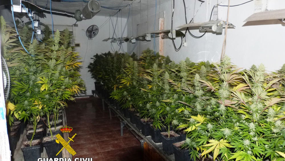 Plantas de marihuana cultivadas por el detenido. 