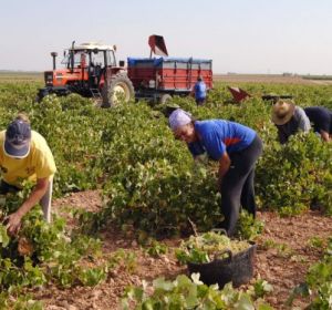 El campo de CLM recibirá 170 millones de euros de las ayudas de la PAC El campo de CLM recibirá 170 millones de euros de las ayudas de la PAC
