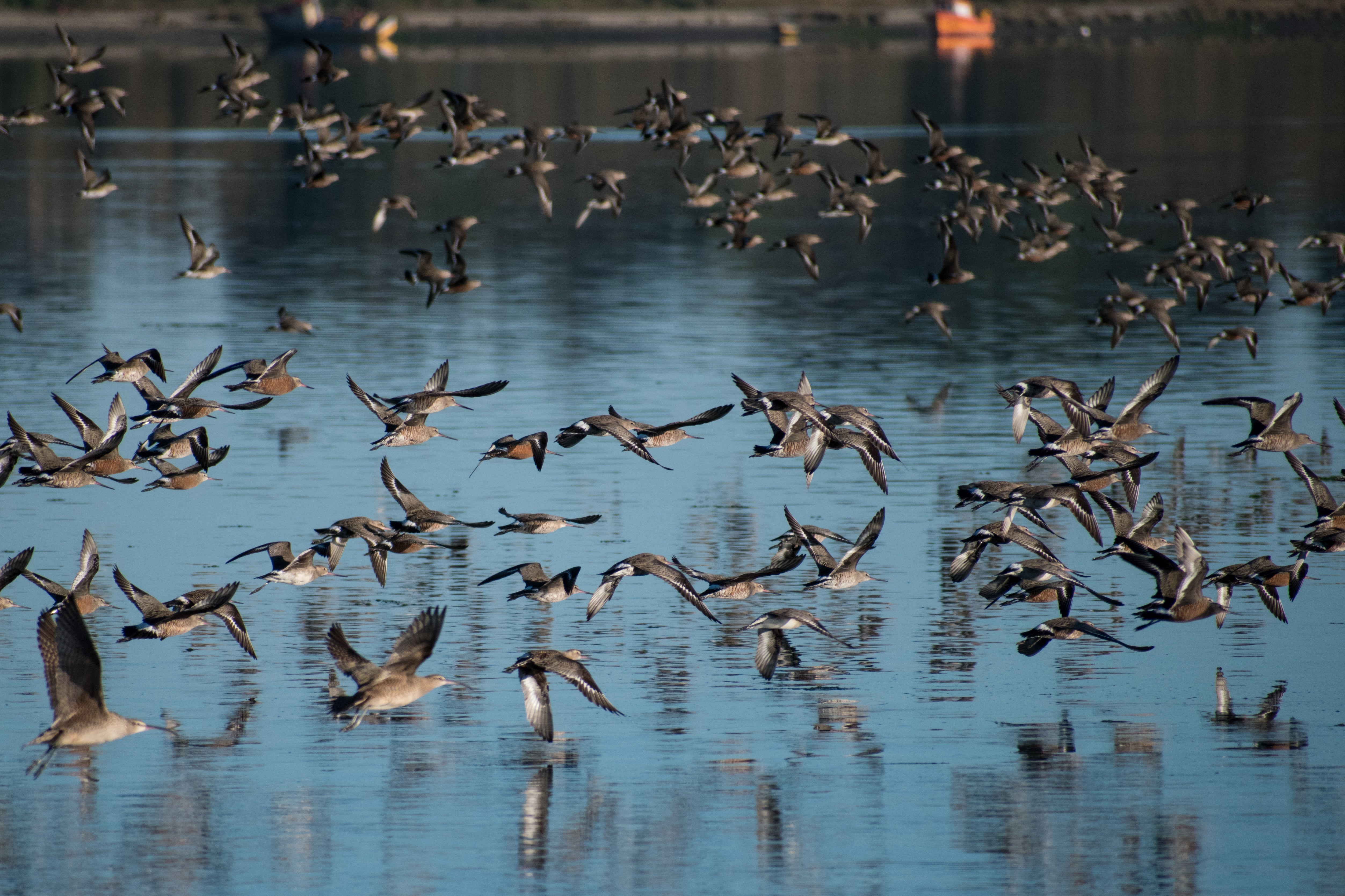La migración de las aves, un fenómeno natural en Málaga La migración de las aves, un fenómeno natural en Málaga