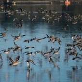 La migración de aves en la provincia de Málaga La migración de aves en la provincia de Málaga