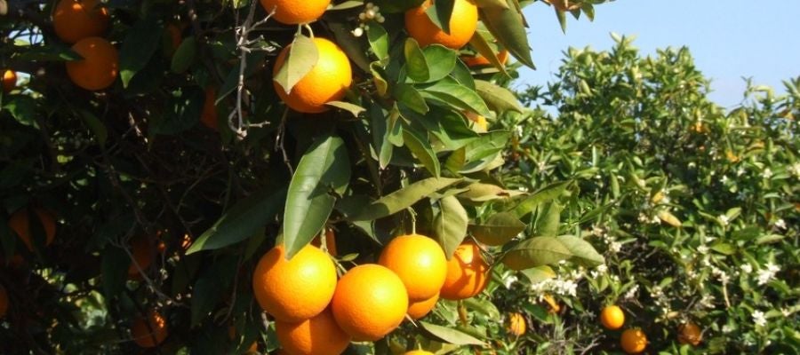La campanya comença hui i estarà en marxa fins el 22 de desembre. La campanya comença hui i estarà en marxa fins el 22 de desembre.