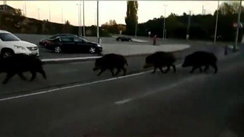 Jabalies carretera