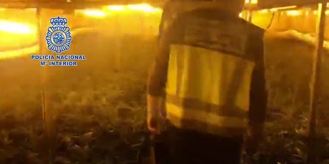 La Policía Nacional desarticula una red nacional dedicada al cultivo y venta de marihuana con detenidos en Elche y Aspe La Policía Nacional desarticula una red nacional dedicada al cultivo y venta de marihuana con detenidos en Elche y Aspe