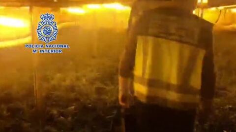 Una de las plantaciones de marihuana desmanteladas.