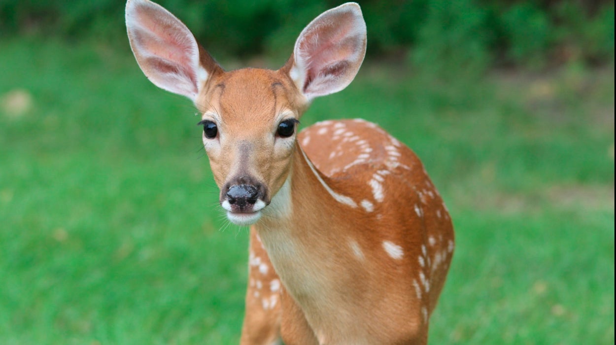 Una cierva se cuela en una tienda para coger una barrita de cereales y regresa con sus crías a por más Una cierva se cuela en una tienda para coger una barrita de cereales y regresa con sus crías a por más