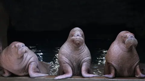 Las morsas viajarán hasta Hamburgo para poner en marcha el nuevo programa. morsas