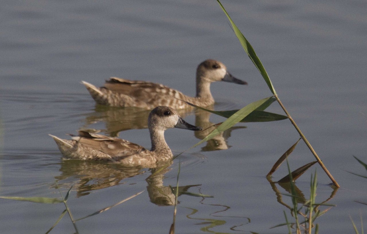 El Hondo accede a un proyecto LIFE de la Unión Europea para la recuperación de la Cerceta Pardilla El Hondo accede a un proyecto LIFE de la Unión Europea para la recuperación de la Cerceta Pardilla