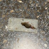 CSIF denuncia la aparición de ratas en el Centro de Salud Constitución.