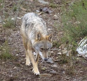 Fotografía de archivo de un lobo ibérico Fotografía de archivo de un lobo ibérico