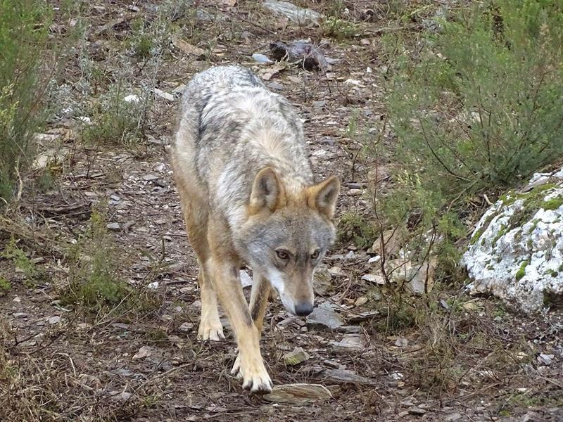Primer juicio en España contra dos cazadores por matar a un lobo, especie protegida Primer juicio en España contra dos cazadores por matar a un lobo, especie protegida