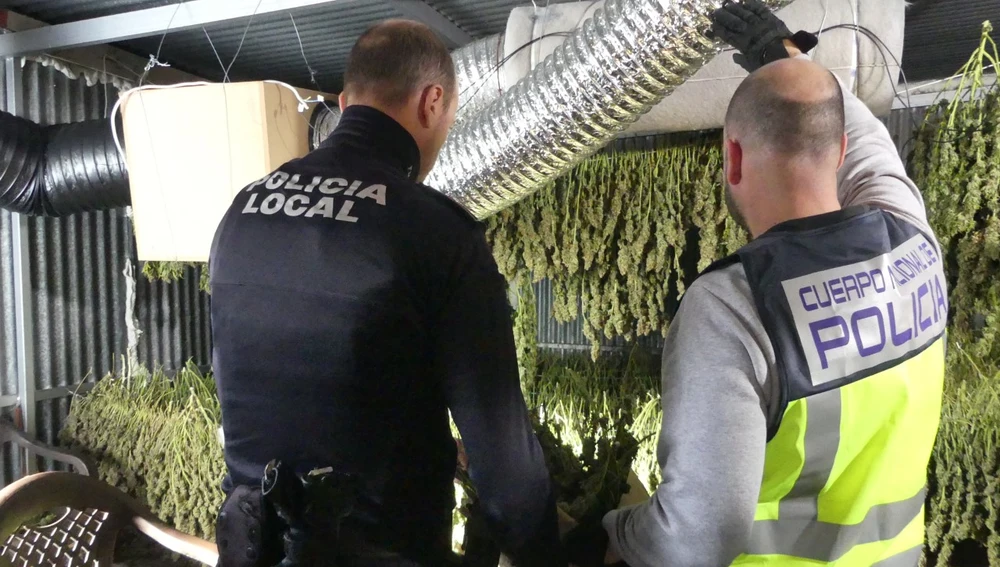 Agentes de la Policía Local y Nacional en una de las plantaciones de marihuana desmanteladas en Elche.