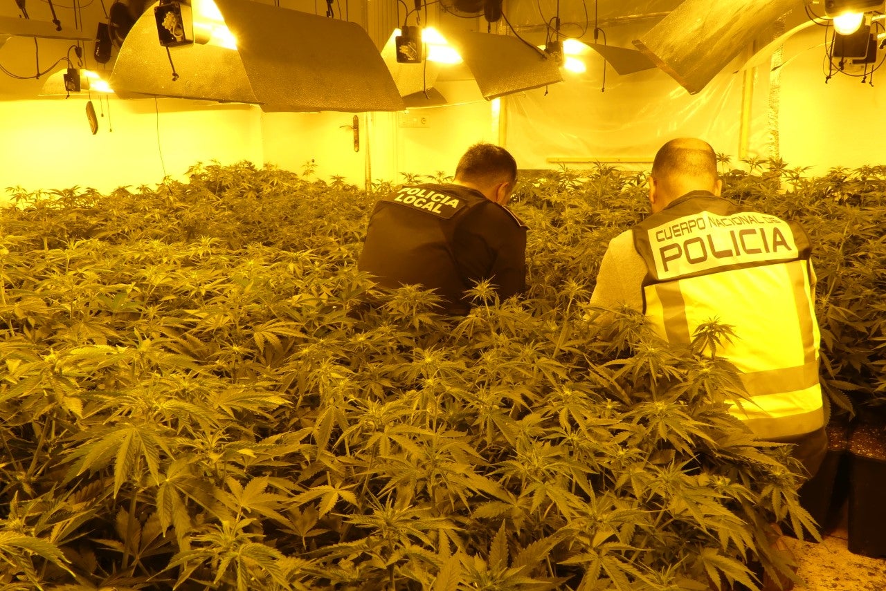 La colaboración de la Policía Local y la Policía Nacional desmantela en Elche dos plantaciones con 1000 plantas de marihuana La colaboración de la Policía Local y la Policía Nacional desmantela en Elche dos plantaciones con 1000 plantas de marihuana