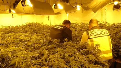 Agentes de la Policía Local y Policía Nacional en la plantación de marihuana desmantelada en Elche. Agentes de la Policía Local y Policía Nacional en la plantación de marihuana desmantelada en Elche.