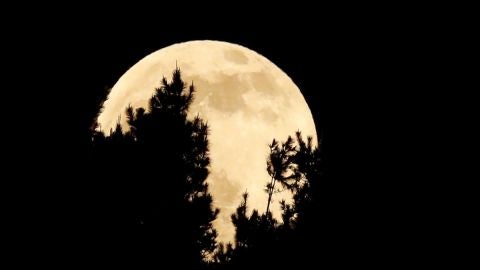 La luna se esconde tras los &aacute;rboles durante el eclipse penumbral