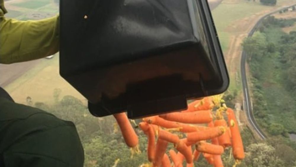 Lanzan zanahorias para alimentar animales en Australia