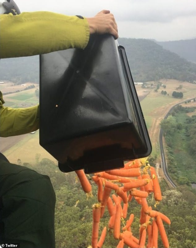 Helicópteros en Australia lanzan kilos de zanahorias para los animales afectados por los incendios Helicópteros en Australia lanzan kilos de zanahorias para los animales afectados por los incendios