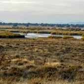 La CHG confirma dos focos de incendios de turba en el Guadiana La CHG confirma dos focos de incendios de turba en el Guadiana