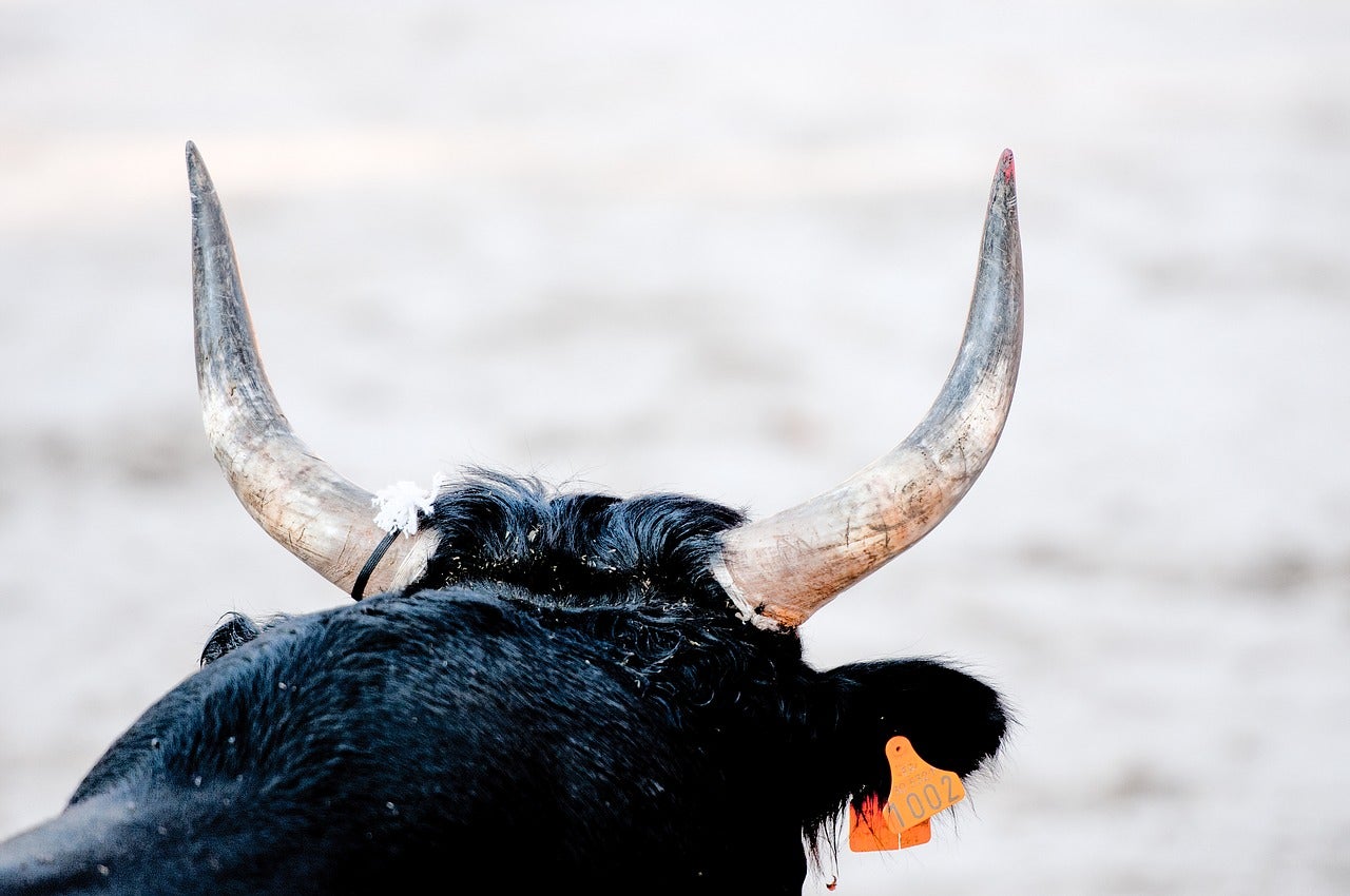 Carretera secundaria: Arion, el semental número uno en el Tinder de las vacas Carretera secundaria: Arion, el semental número uno en el Tinder de las vacas