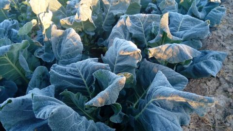 Hojas de Romanesco con escarcha en el Camp d'Elx.