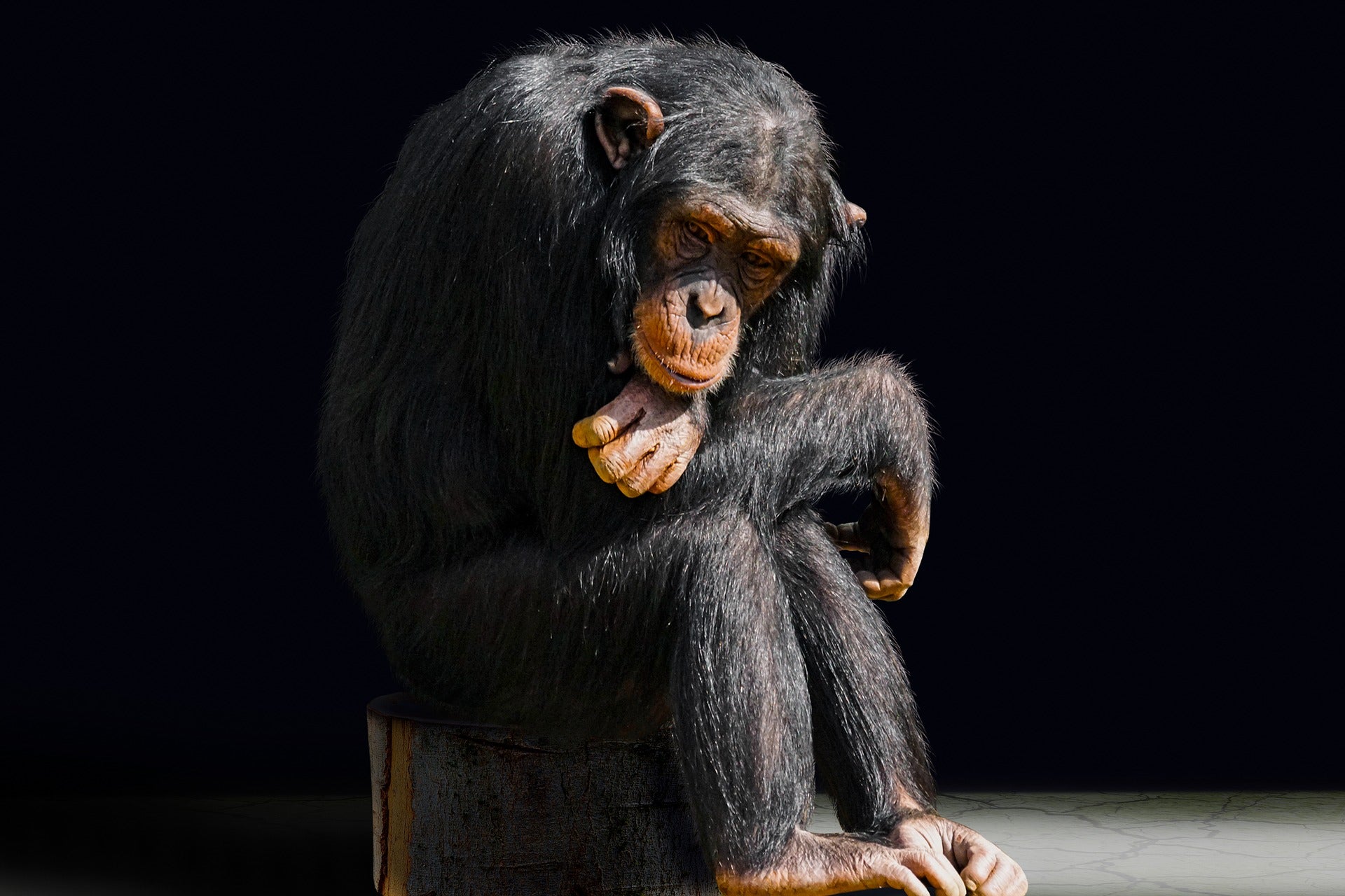 La Brújula de la ciencia: ¿Cómo se diagnostican las enfermedades mentales en chimpancés? episode artwork