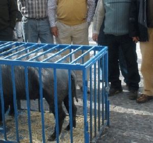 Almagro celebrará mañana San Antón sin el sorteo del guarrillo Almagro celebrará mañana San Antón sin el sorteo del guarrillo