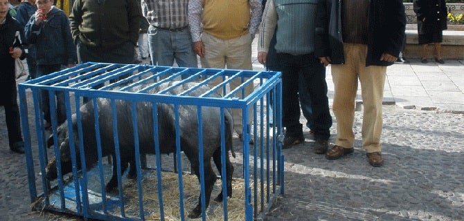 Almagro celebrará mañana San Antón sin el tradicional sorteo del guarrillo Almagro celebrará mañana San Antón sin el tradicional sorteo del guarrillo